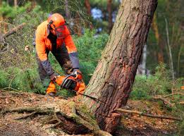 How Our Tree Care Process Works  in Spring City, TN